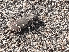 Cicindela gemmata