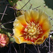 Tulip Pricklypear - Photo (c) Diana-Terry Hibbitts, some rights reserved (CC BY-NC), uploaded by Diana-Terry Hibbitts