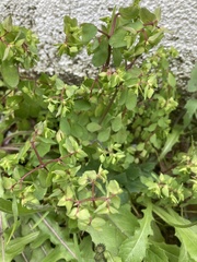 Euphorbia