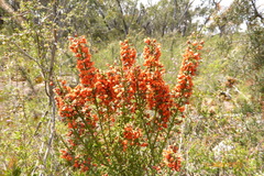 Sphaerolobium acanthos