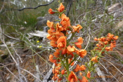 Sphaerolobium acanthos