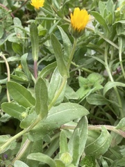 Calendula