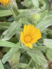 Calendula