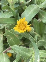 Calendula