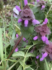Lamium purpureum