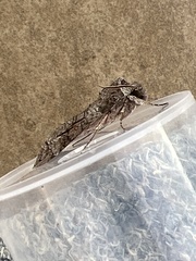 Isognathus allamandae