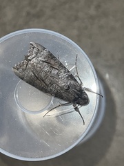 Isognathus allamandae