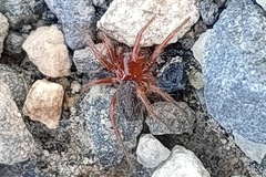 Araneae