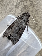 Isognathus allamandae