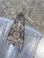 Isognathus allamandae