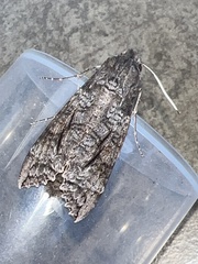 Isognathus allamandae