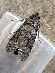 Isognathus allamandae