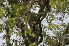 Oriolus brachyrynchus