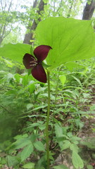 Trillium vaseyi