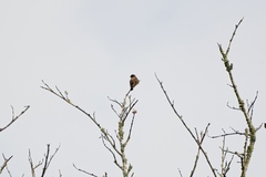 Bradornis fuliginosus