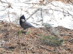 Periparus rufonuchalis