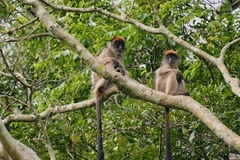 Piliocolobus tephrosceles
