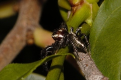 Salticidae