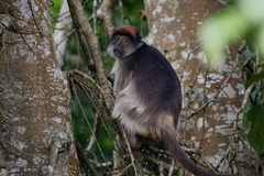 Piliocolobus tephrosceles