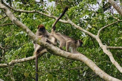 Piliocolobus tephrosceles