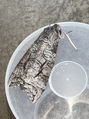 Isognathus allamandae