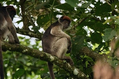 Piliocolobus tephrosceles