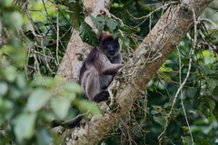 Piliocolobus tephrosceles