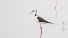 Himantopus himantopus