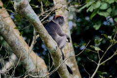 Piliocolobus tephrosceles