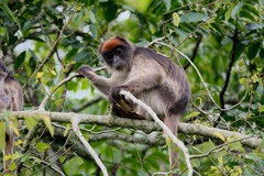 Piliocolobus tephrosceles