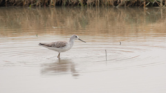 Tringa stagnatilis