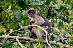 Piliocolobus tephrosceles