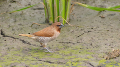 Lonchura punctulata
