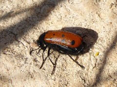 Hycleus scutellatus