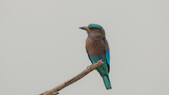 Coracias affinis