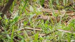 Rostratula benghalensis