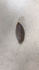 Veronicellidae