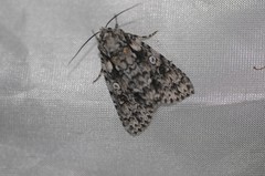 Acronicta marmorata