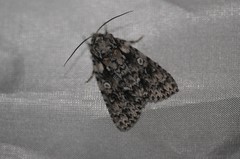 Acronicta marmorata