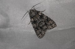 Acronicta marmorata