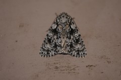 Acronicta marmorata