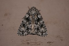 Acronicta marmorata
