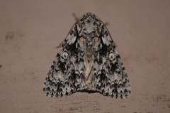 Acronicta marmorata