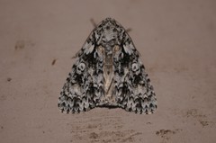 Acronicta marmorata