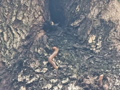 Thyropygus allevatus