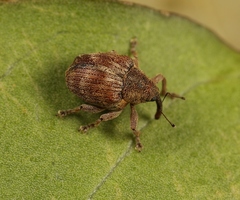 Coeliodes ruber