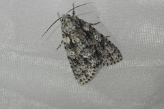 Acronicta marmorata