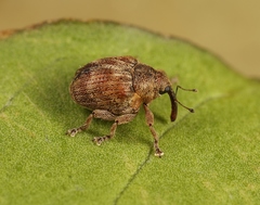 Coeliodes ruber
