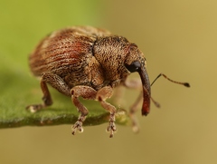 Coeliodes ruber