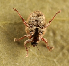 Coeliodes ruber